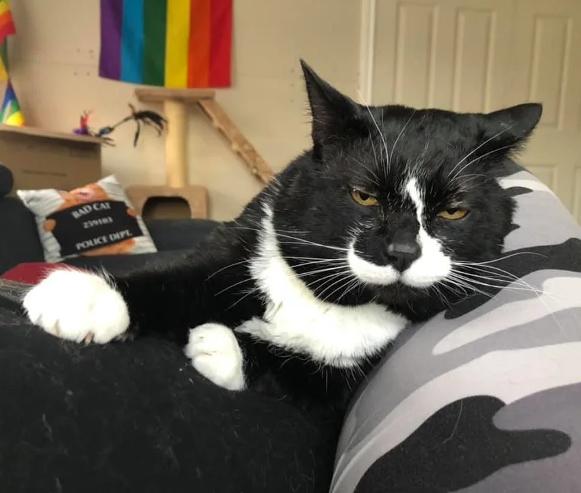 Foster cat