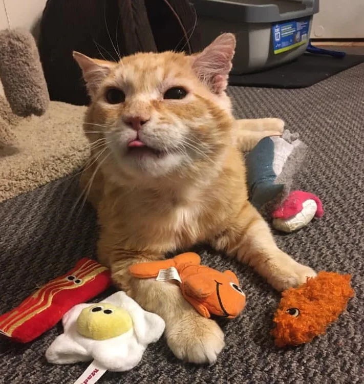 Foster cat