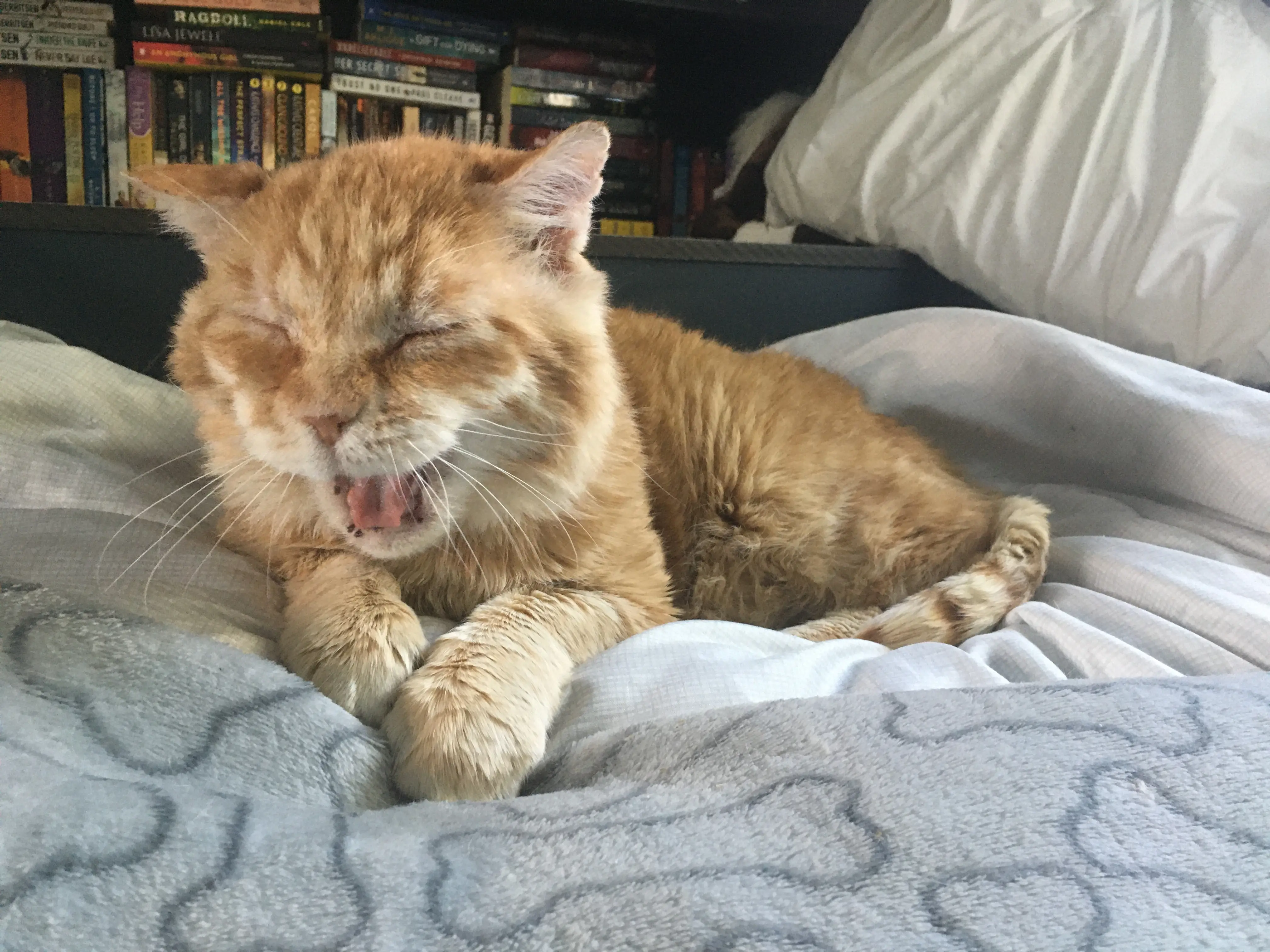 Yawning Fernsong