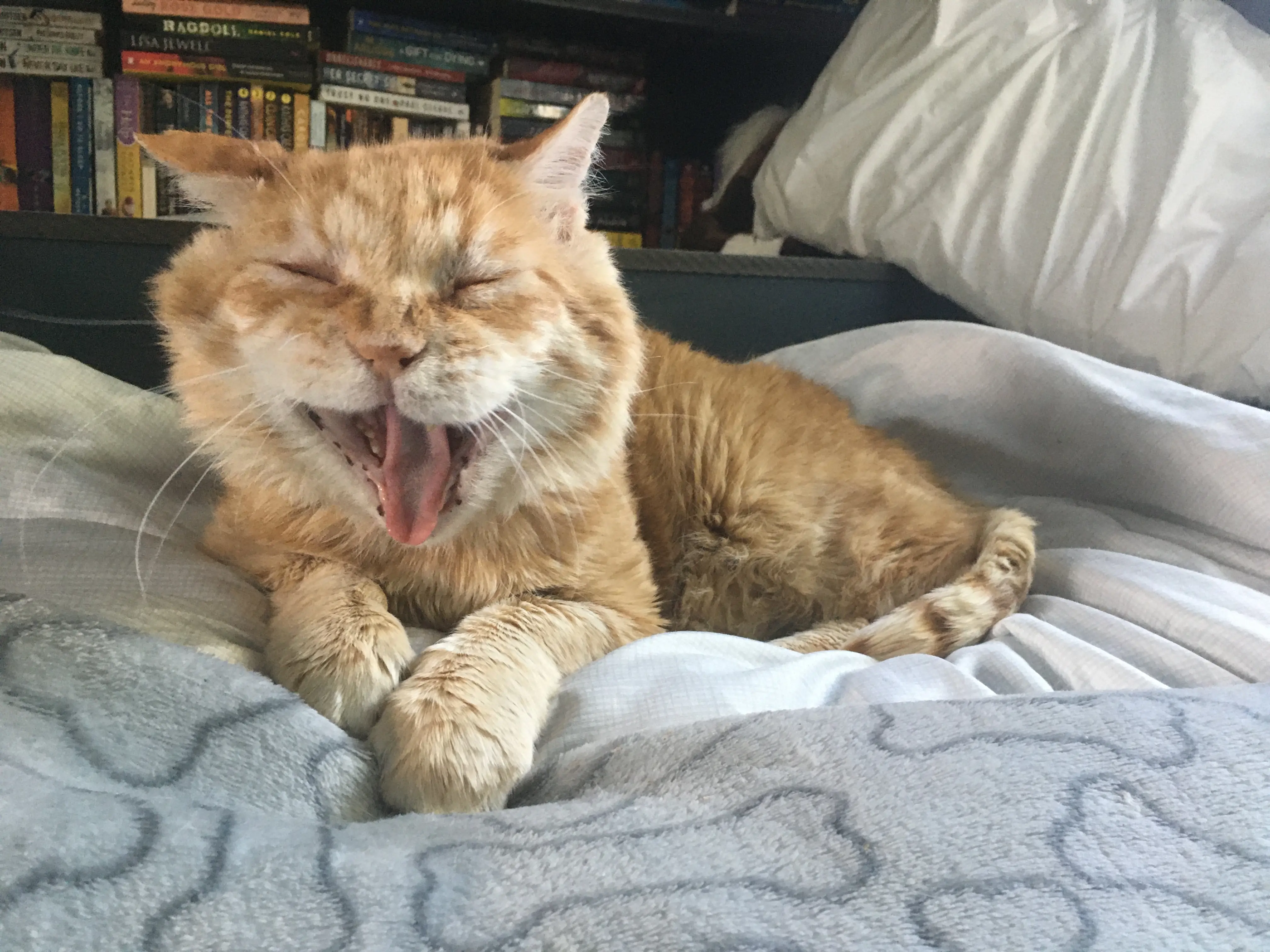 Yawning Fernsong 2