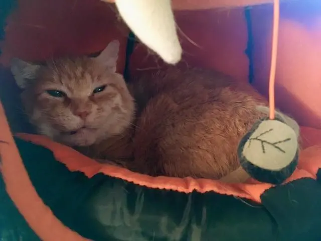 Cat Hiding