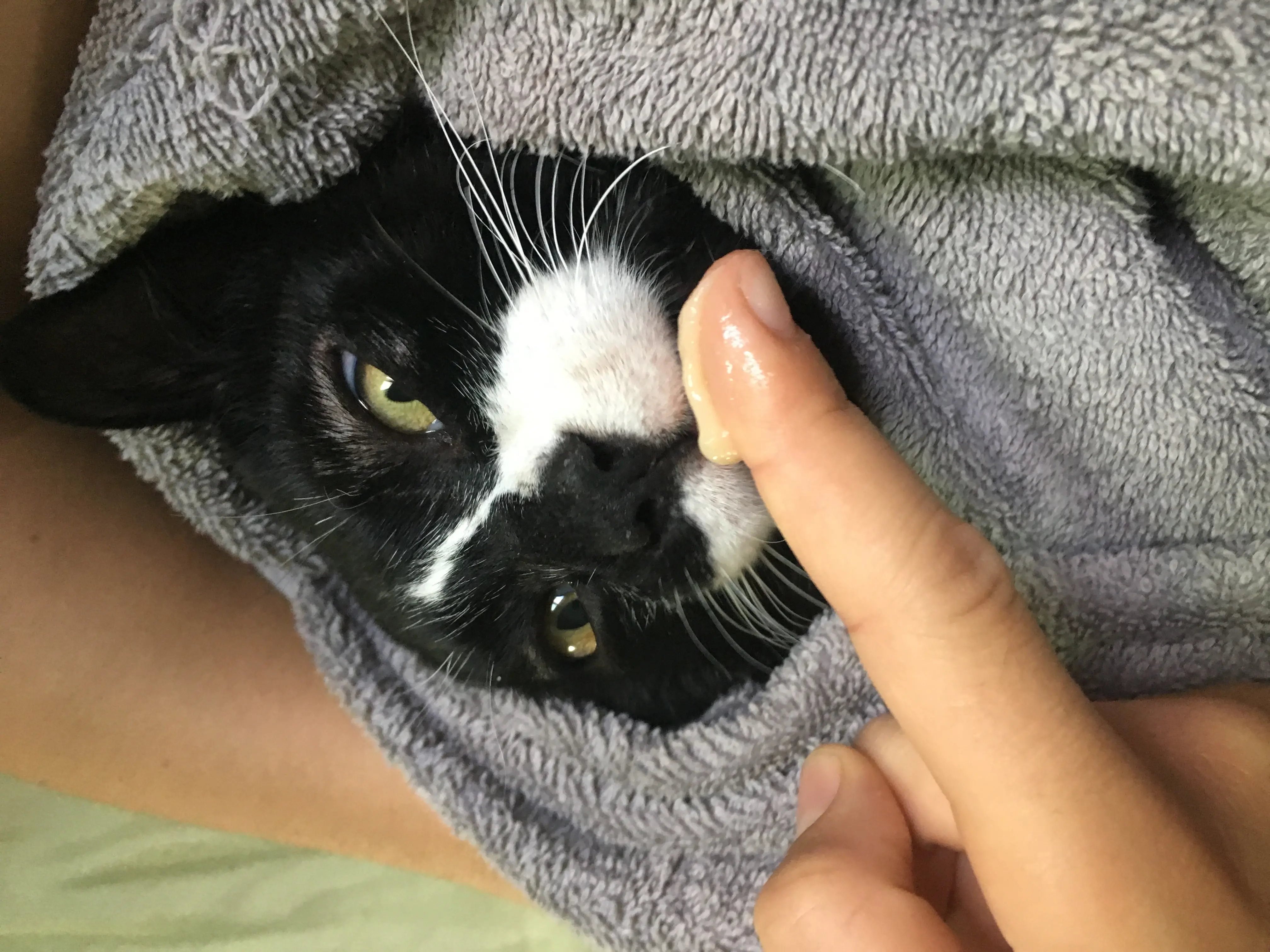 Towelled Cat