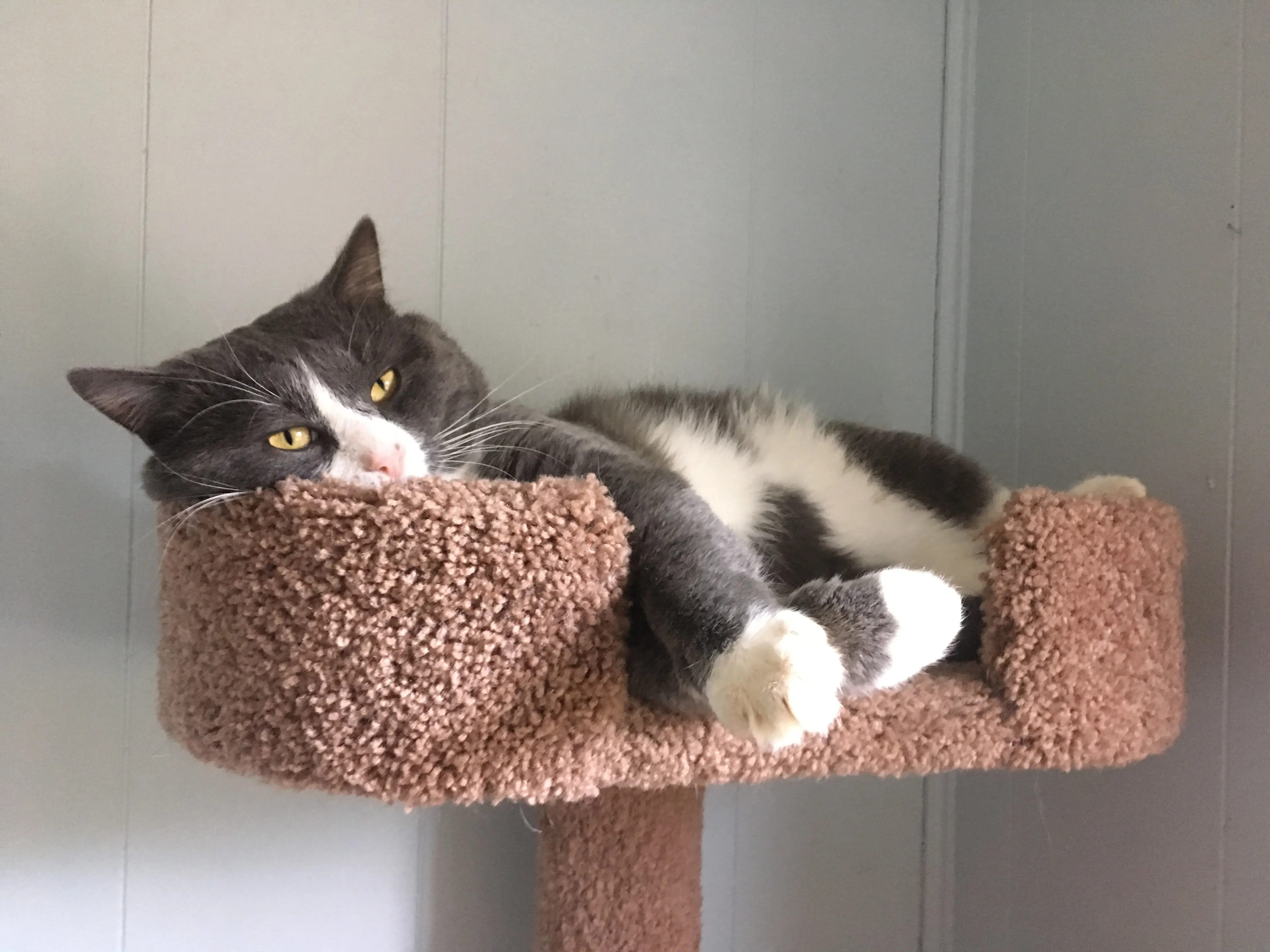 Cat on cat tree